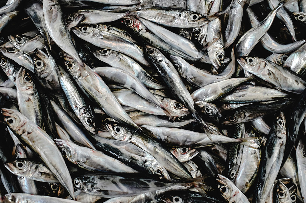 Conservas pescado Orbe